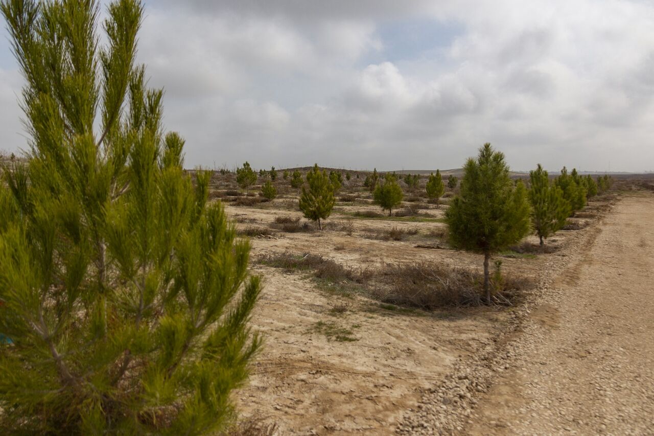 سمنانی‌ها با طرح «نذر سبز» به توسعه درختکاری کمک کنند