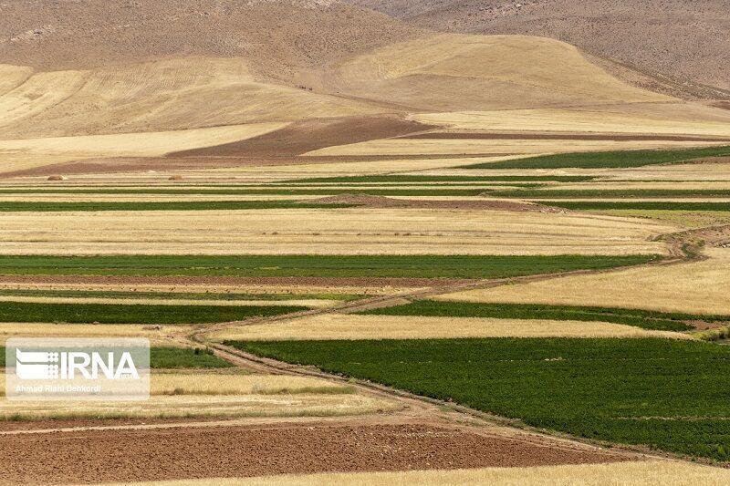 طرح کاداستر در 180 هزار هکتار از اراضی کشاورزی استان همدان اجرا شد