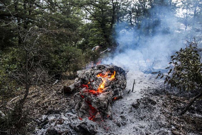 توانمندی‌سازی بومیان راهبرد موثر برای مهار آتش‌ در جنگلها