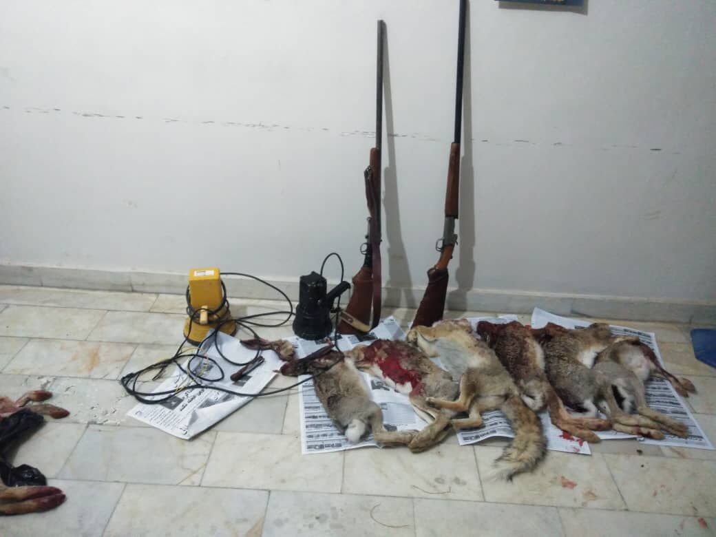 ۲ گروه از شکارچیان غیرمجاز در مراغه دستگیر شدند
