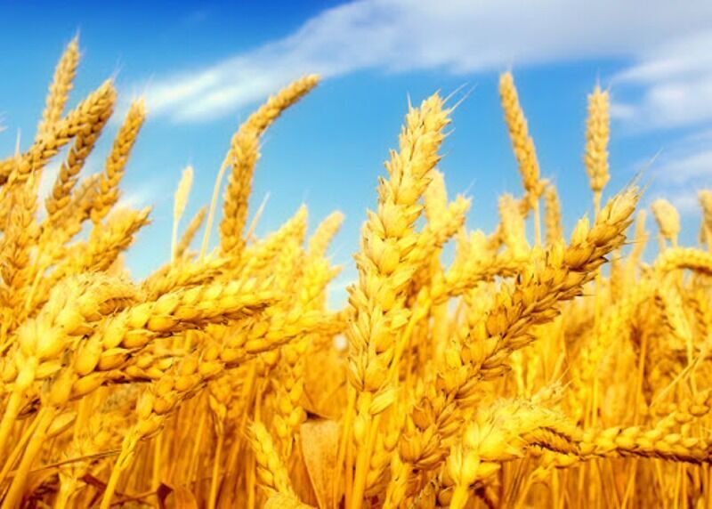 افزایش قیمت خرید گندم در راستای پشتیبانی عملی از تولید است