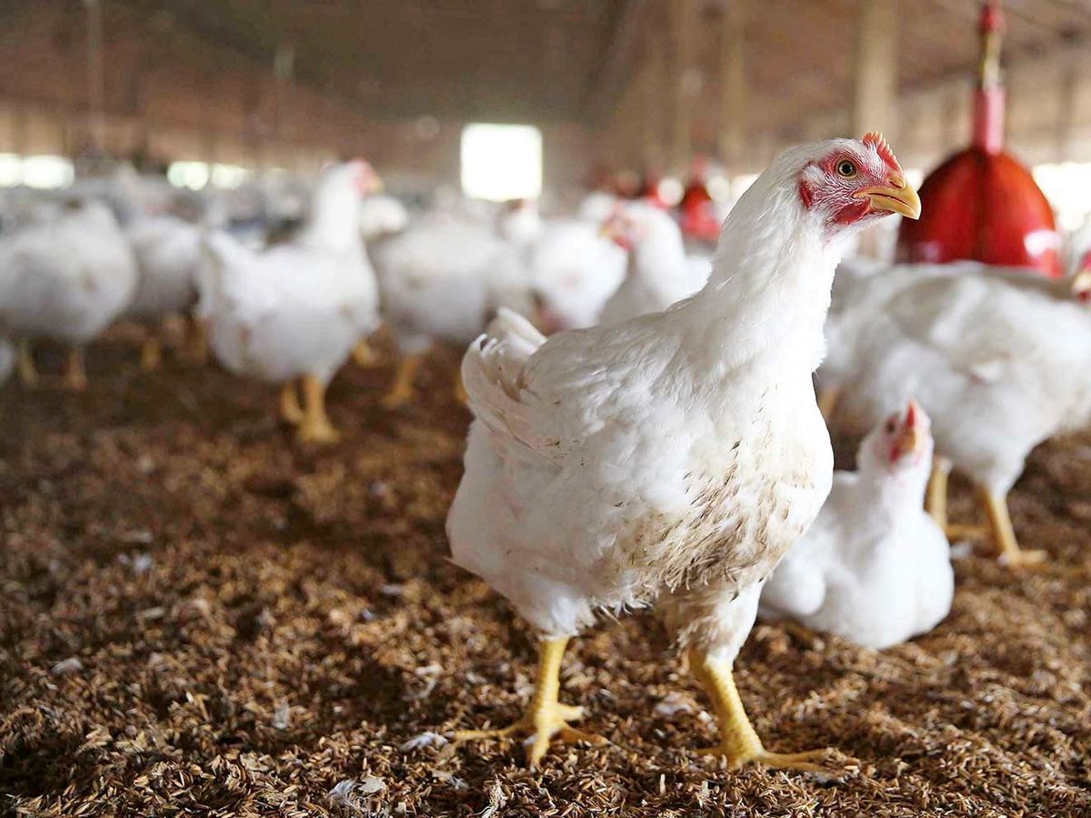 ۴۵۰ مرغ غیر بهداشتی در آباده کشف شد