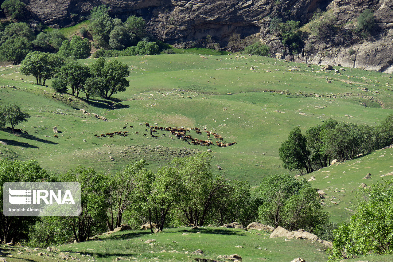 سند کاداستری برای ۹۲ درصد از اراضی ملی استان کرمانشاه صادر شد