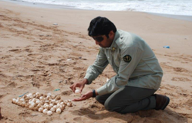 پایش زیستگاه‌های لاک پشت‌های دریایی در سیستان و بلوچستان آغاز شد
