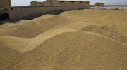 ۲۶ هزار تن گندم در شهرستانهای غرب خراسان رضوی خریداری شد