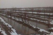 کشاورزان خراسان شمالی از یخ‌آب زمستانه برای کنترل آفات غافل نشوند 