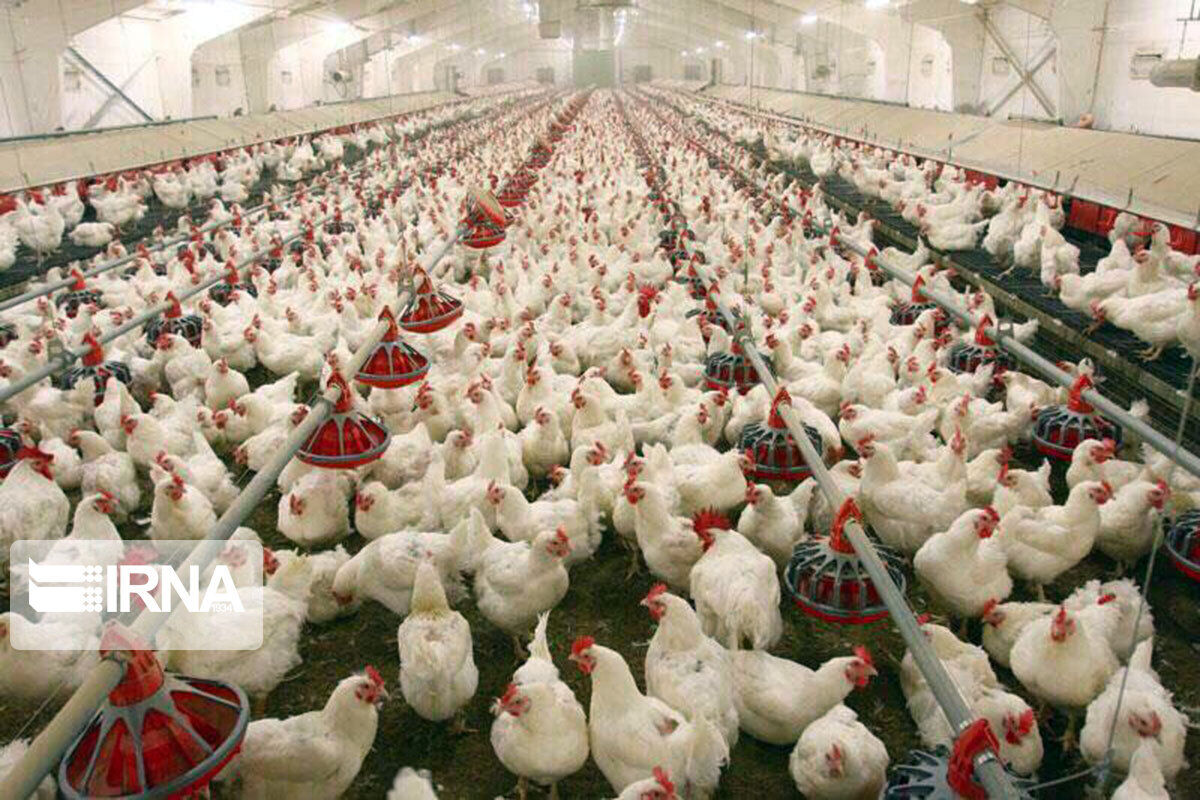 پنج هزار و ۷۰۰ تن گوشت مرغ ویژه ماه رمضان در لرستان تولید می‌شود