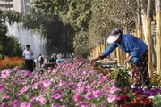 کاشت ۷ میلیون گل در شهر« دوشنبه » برای اجلاس شانگهای 
