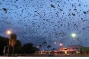  سیل حوادث طبیعی در استرالیا، حمله خفاش ها تازه ترین