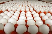 تخم مرغ با قیمتی کمتر از میانگین کشوری به دست شهروندان سمنان می‌رسد