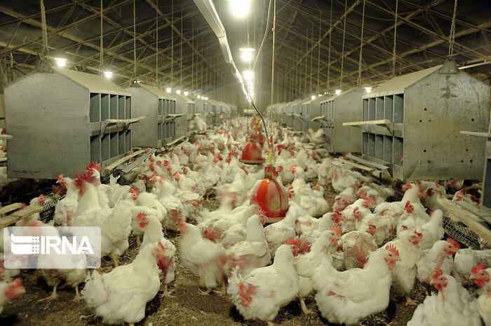 ۲ میلیون مرغ در مرغداری‌های چهارمحال و بختیاری وجود دارد