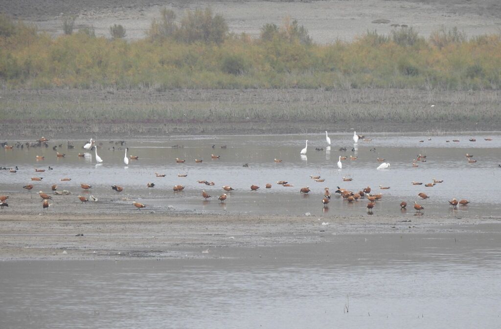 سرشماری پرندگان خشک‌زی در اردبیل آغاز شد