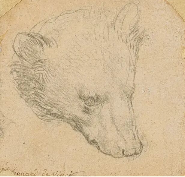 حراج شگفت‌انگیز نقاشی «داوینچی» از یک خرس