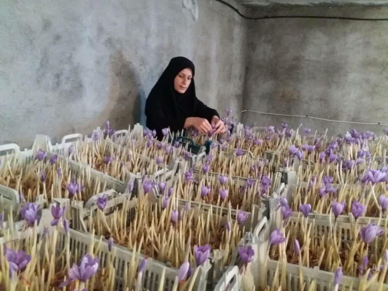 تولید زعفران توسط بانوی کارآفرین اندیمشکی