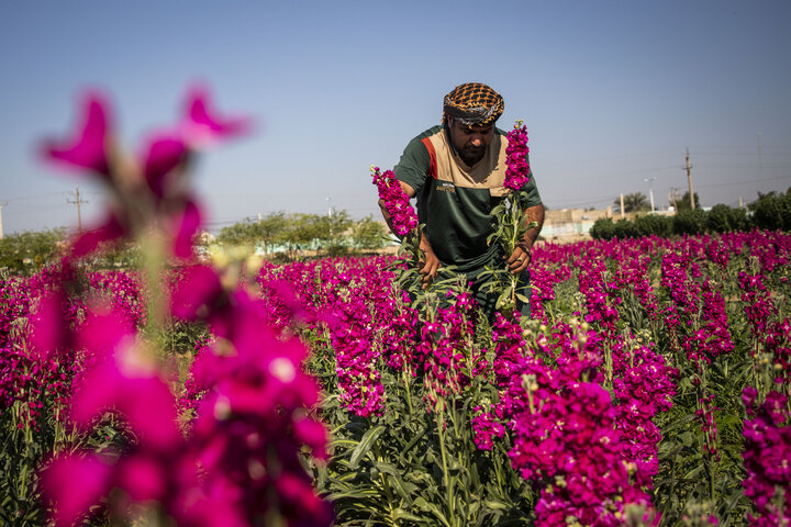 برداشت گل در شهرستان حمیدیه