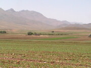 بیش از ۹۰ درصد گندم  کردستان به سطح سبز رسیده است