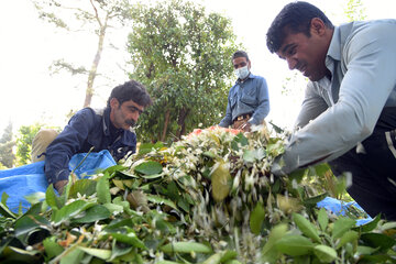 برداشت بهارنارنج در باغ دلگشای شیراز