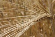 کاهش ۲۰۰هزار تنی تولید گندم در کرمانشاه به دنبال خشکسالی کم‌سابقه
