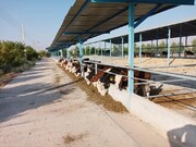 ۵۰۰ راس گاو اتریشی «سمینتال» وارد مجتمع گاو شیری دهنگ بستک شد