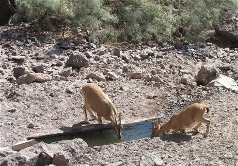 محیط زیست همدان: خشکسالی حیات حیوانات تازه متولد شده را تهدید می‌کند