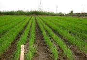 کاهش مصرف آب در شالیزارهای گلستان با خشکه‌کاری برنج 