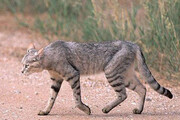 مشاهده گربه وحشی در منطقه حفاظت شده لشگردر ملایر+فیلم