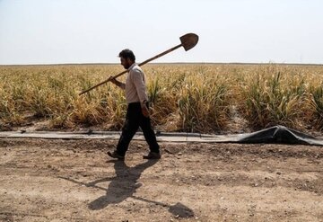 بهره برداران کشاورزی فارس و نقش تاثیر گذار در تامین برق تابستانی 