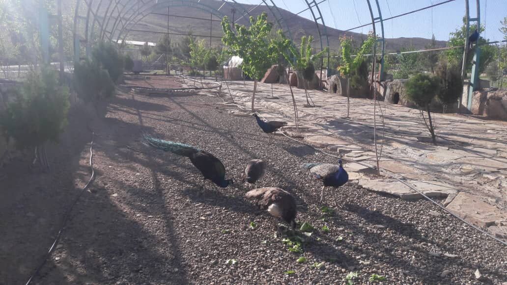 چهار قطعه طاووس از یک واحد تولیدی در همدان کشف شد