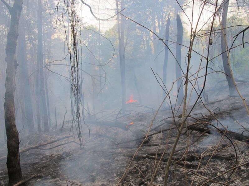 وقوع آتش سوزی در جنگل های رضوانشهر یک نفر مصدوم بجا گذاشت