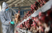 خطر بروز آنفلوآنزای پرندگان در خراسان جنوبی وجود دارد