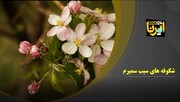 فیلم: شکوفه‌های درختان سیب در سمیرم