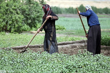 تولیدات بخش کشاورزی کرمانشاه به بیش از پنج میلیون تن رسید