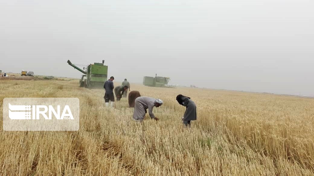 ۱۸ هزار و ۵۰۰ تن گندم از مزارع خرمشهر برداشت شد
