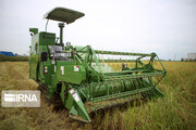 برداشت محصول برنج از ۵۵ درصد شالیزارهای گیلان