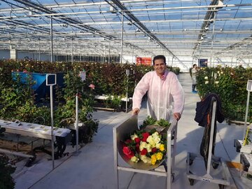 توسعه کشت گل‌های زینتی در یزد