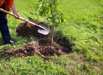 سمنان استانی پیشرو در اجرای «طرح ملی کاشت یک میلیارد درخت»