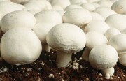 توسعه پرورش قارچ خوراکی در گلستان نیازمند سرمایه‌گذاری است
