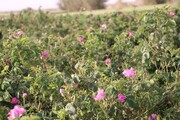 پیش بینی برداشت ۳۵۰ تن گل محمدی در خراسان شمالی