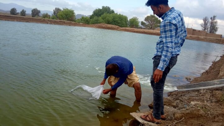 ۱۵۰هزار قطعه لارو ماهی کپور در استخرهای خاش رهاسازی شد