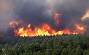 بخشی از جنگل چالوس در منطقه نمک آبرود دچار آتش سوزی شد