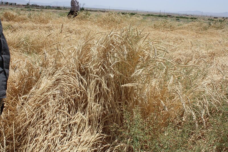 ۵۱ درصد گندم مورد نیاز از پنج استان خریداری شد