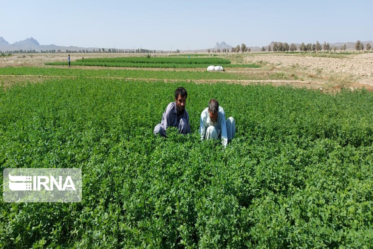 ٣١۴ هزار تن انواع سبزیجات در سیستان و بلوچستان تولید می‌شود 
