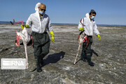 نگرانی خلیج گرگان از احتمال تکرار فاجعه مرگ پرندگان مهاجر
