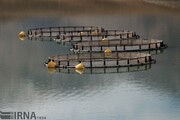 مجوز تولید ماهی در قفس برای خراسان شمالی صادر شد