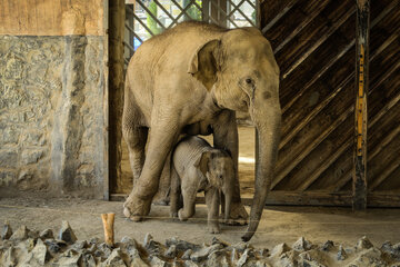 فیل آسیایی (سریلانکایی)