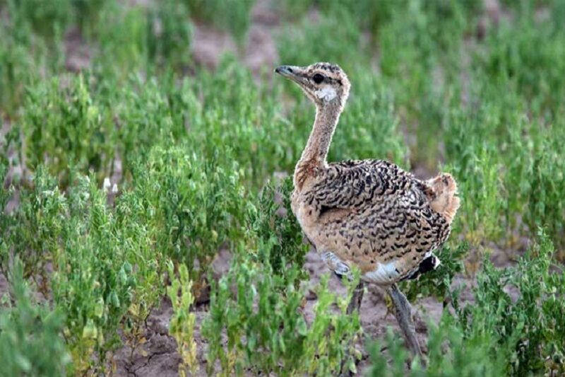 زادآوری پرنده در حال انقراض میش مرغ در بوکان ۵۰ درصد افزایش یافت
