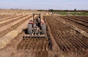 ۵۴ هزار هکتار زمین کشاورزی استان تهران به زیر کشت پاییزه رفت