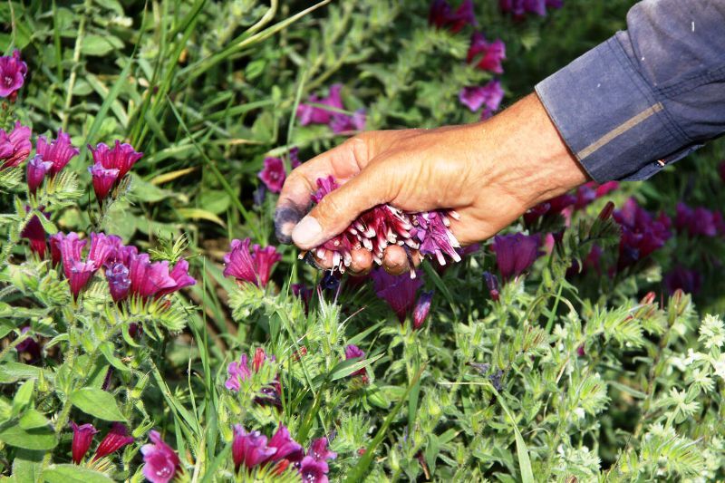 رشد ۸۰ گونه گیاه دارویی در ایرانشهر