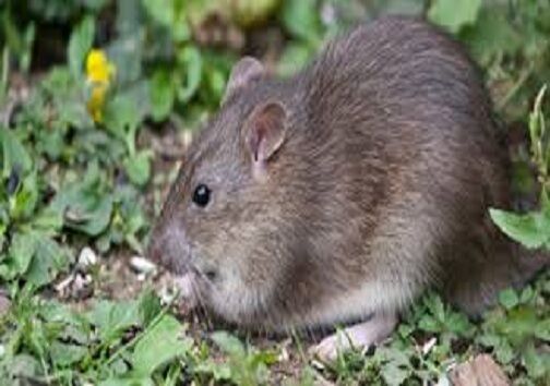 ۱۶.۵ هزار هکتار از زمین‌های کشاورزی دامغان برای موش‌ها طعمه‌گذاری شد