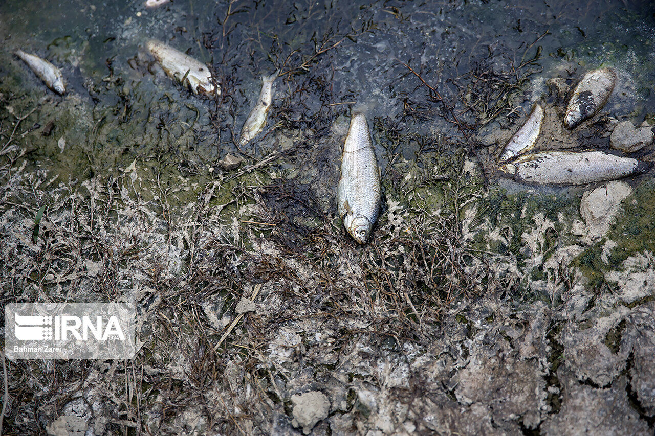 دلیل مرگ ماهیان رودخانه «راوند» اسلام آبادغرب مشخص نیست